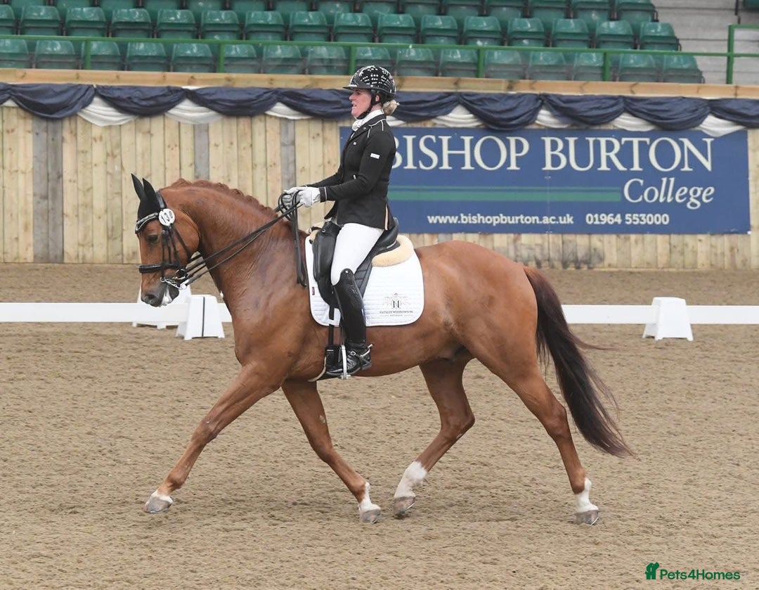 Danish Warmblood horses for sale: Ivan Beautiful Gelding sired by Cupido x Ultima - Image 4