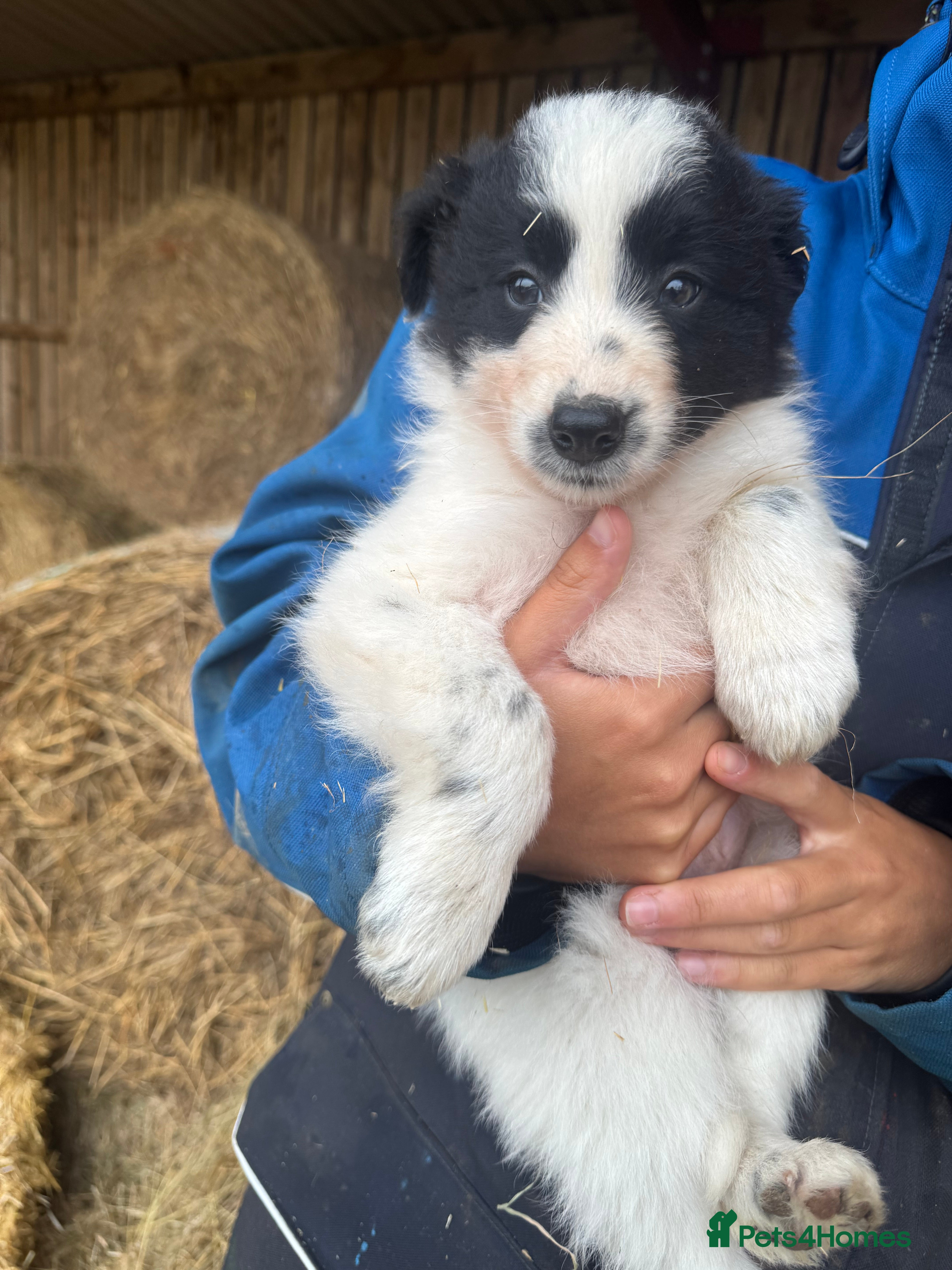 Border Collie dogs Due to time wasters - Cute fluffy border collie - Advert 1