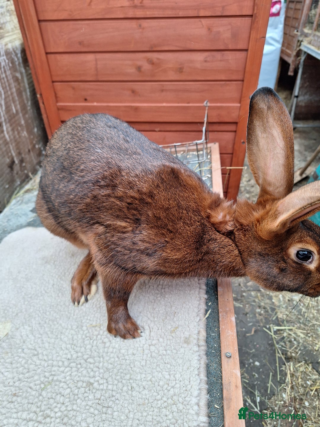 Belgian Hares rabbits for sale: CURRENTLY RESERVED - BRC Belgian Hare buck - Advert 13