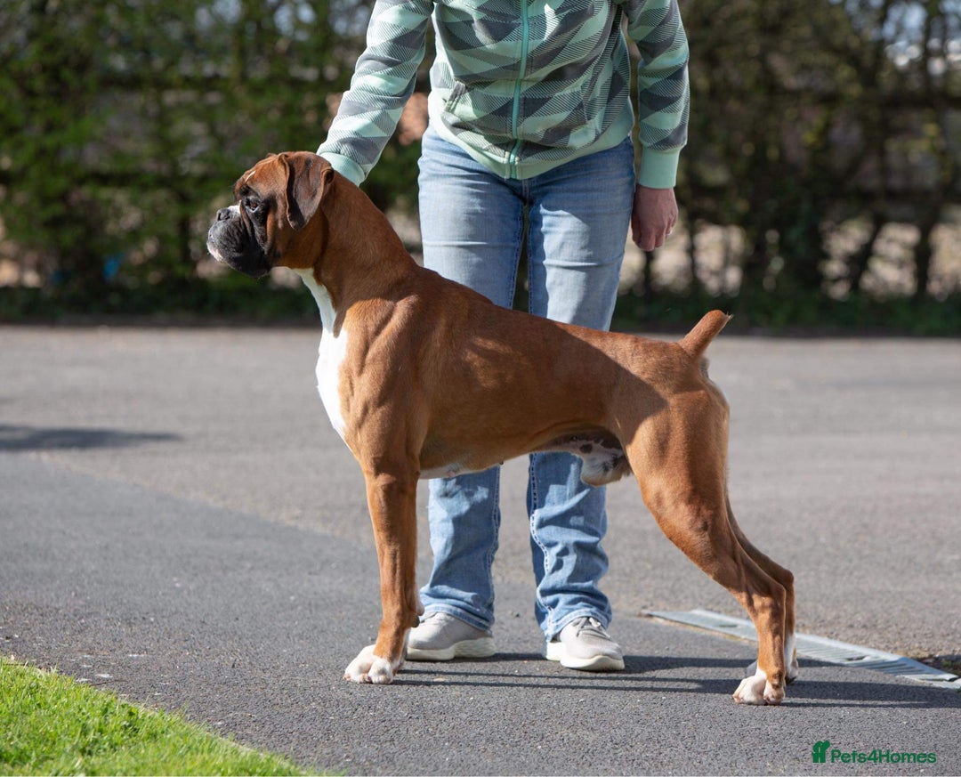 Boxer dogs for sale: Well bred Kc reg boxer puppy girl - Image 6