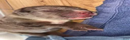 Mixed Breed dogs for sale: Unplanned litter  in Grimsby - Advert 8