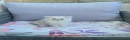 Persian cats for sale: Pure Persian silver chinchilla - Advert 3