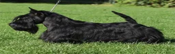 Scottish Terrier dogs for sale: Scottish Terrier puppies in Pontefract - Advert 1