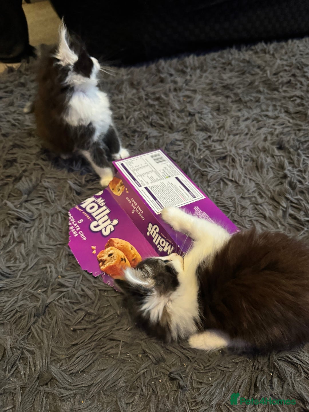 Mixed Breed cats for sale: Part Maine coon kittens - Advert 11