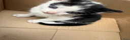 Mixed Breed cats for sale: 4 adorable kittens available to be rehomed - Advert 10
