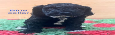 Blue collar boy 