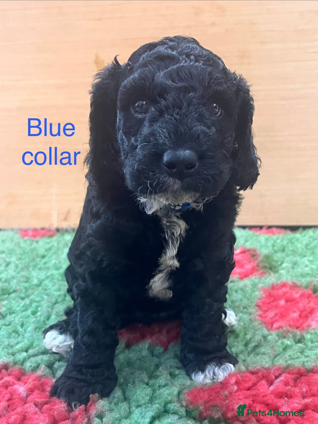 Cockapoo dogs for sale: Beautiful cockapoo puppies! - Advert 4