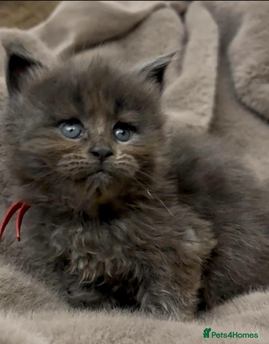 Maine Coon cats for sale: Pedigree GCCF registered Maine Coon kittens  - Advert 16