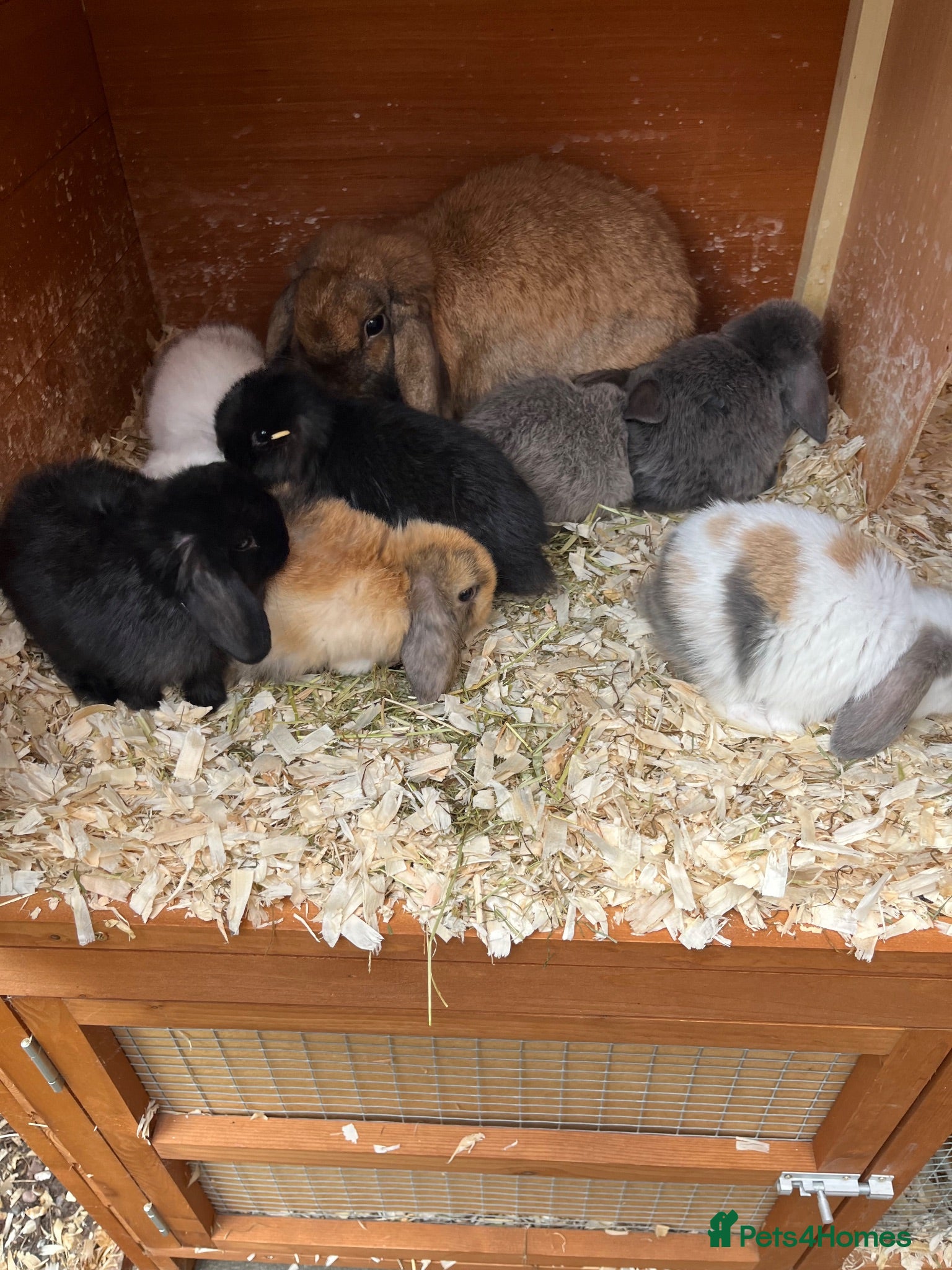 Mini Lop rabbits Beautiful litter of mini lops READY NOW  - Advert 1
