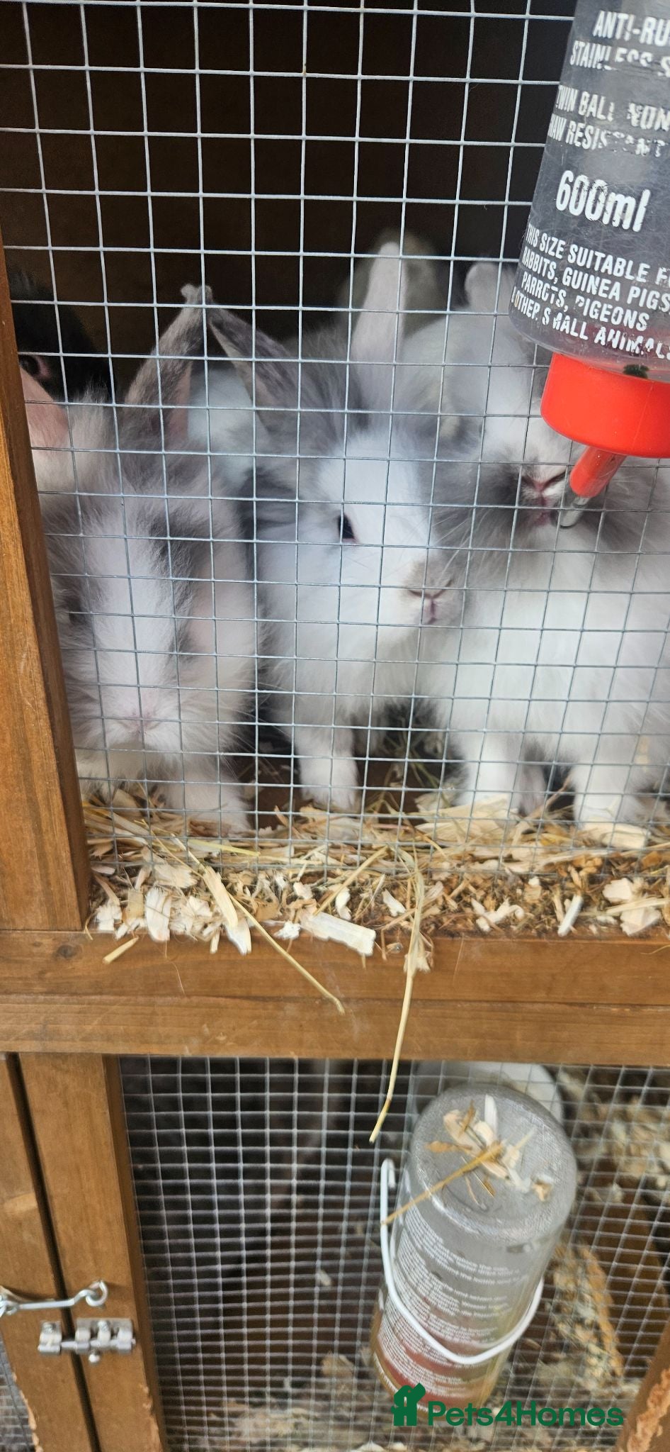 Lionhead rabbits Lionhead babies  - Advert 12