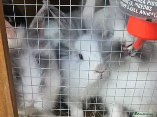 Lionhead rabbits Lionhead babies - Advert 10