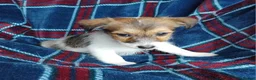 Jack Russell dogs for sale: Jack russell pups for sale - Advert 12