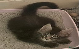 Maine Coon cats for sale: GCCF registered Maine Coon kittens  - Image 22