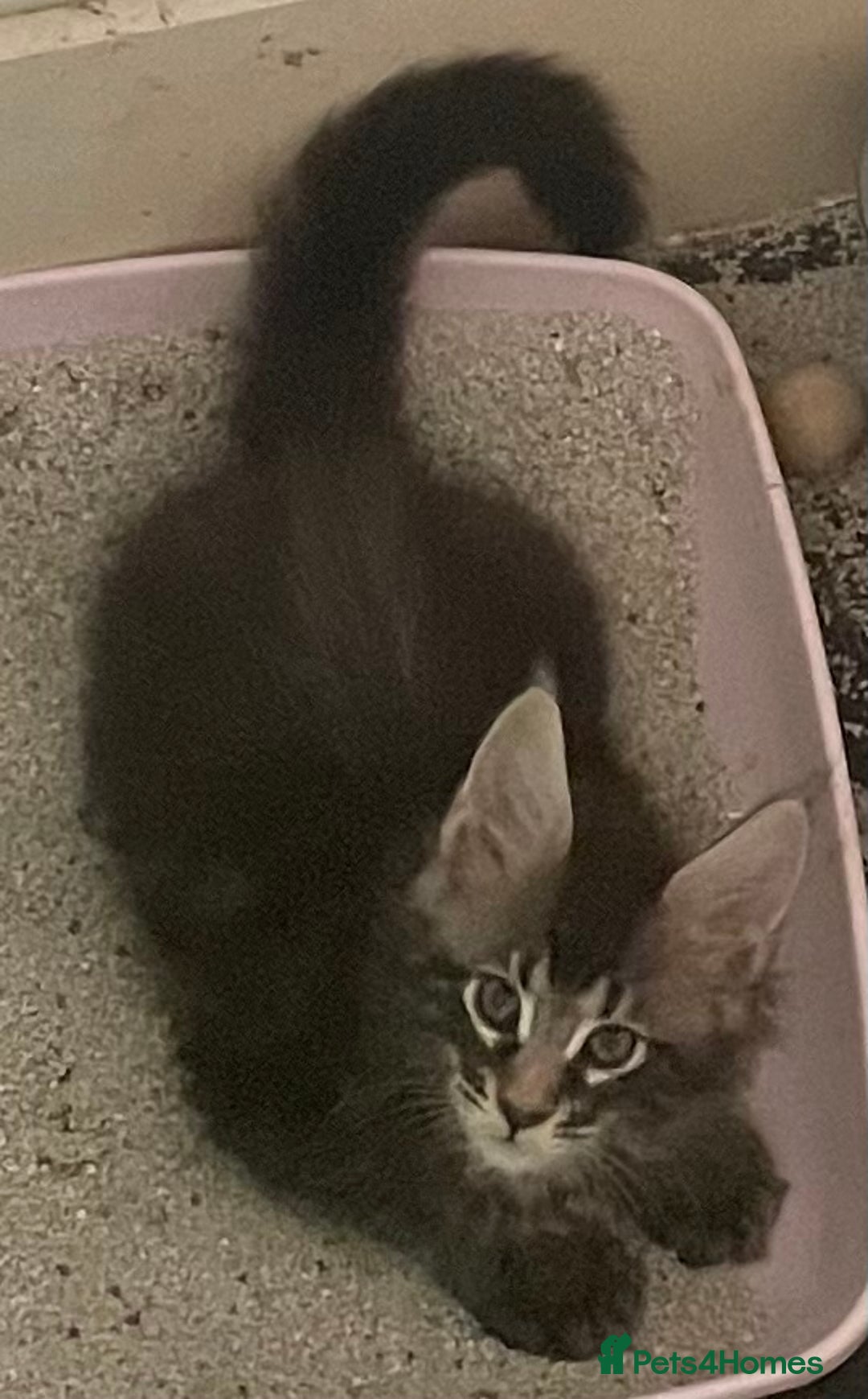 Maine Coon cats for sale: GCCF registered Maine Coon kittens  - Image 22