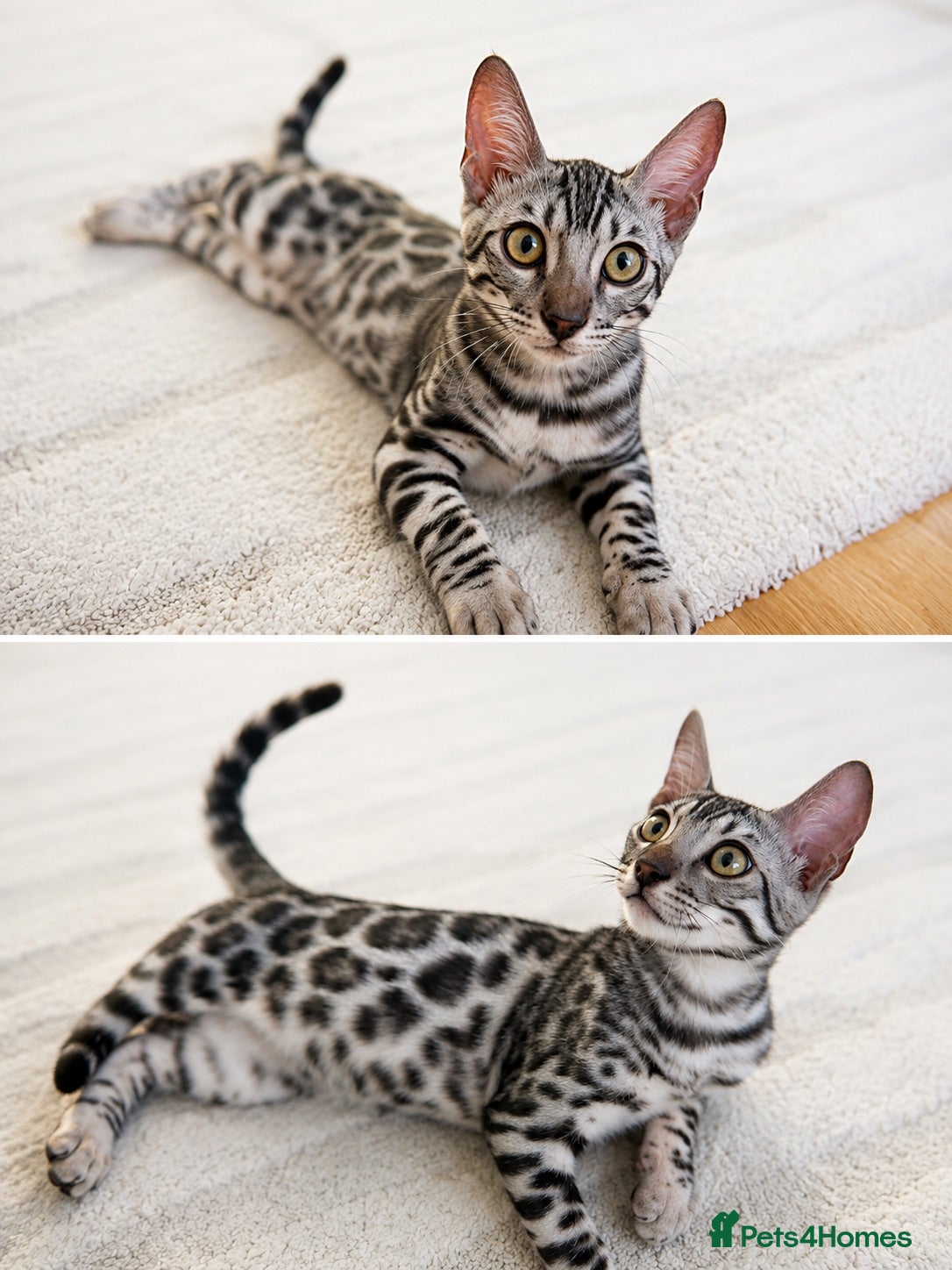 Bengal cats Hi❤️bengal silver❤️ - Advert 1
