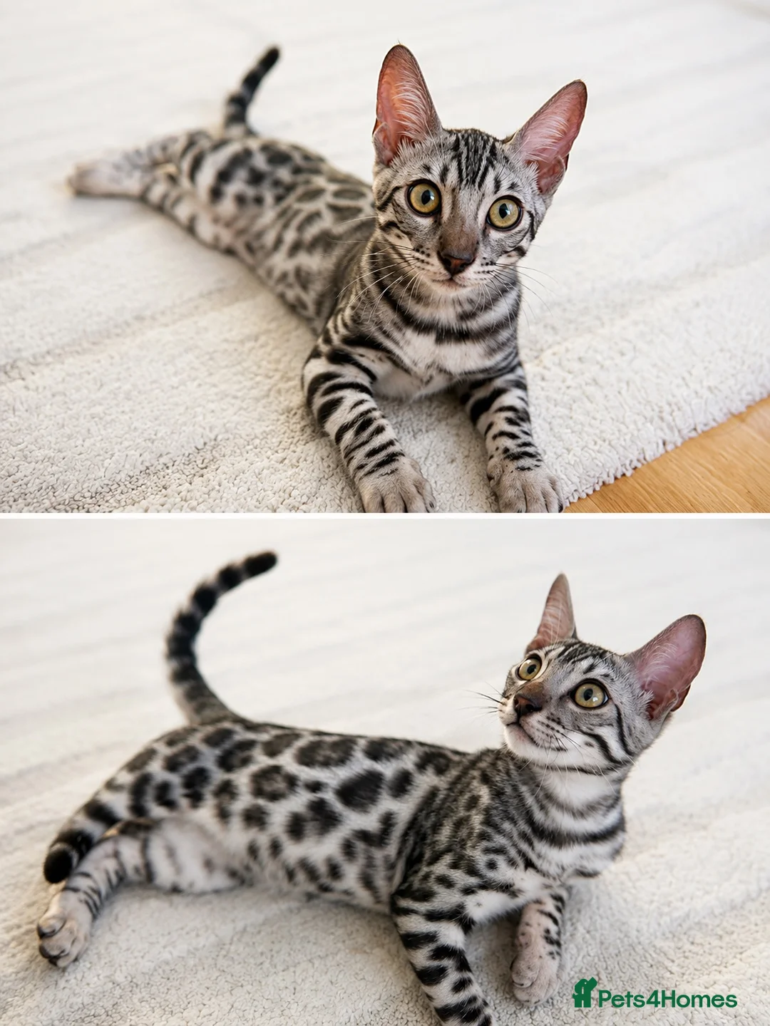 Bengal cats for sale: Hi❤️bengal silver❤️ in Northampton - Advert 1
