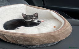Domestic Shorthair cats for sale: Kitten for sale - Image 2