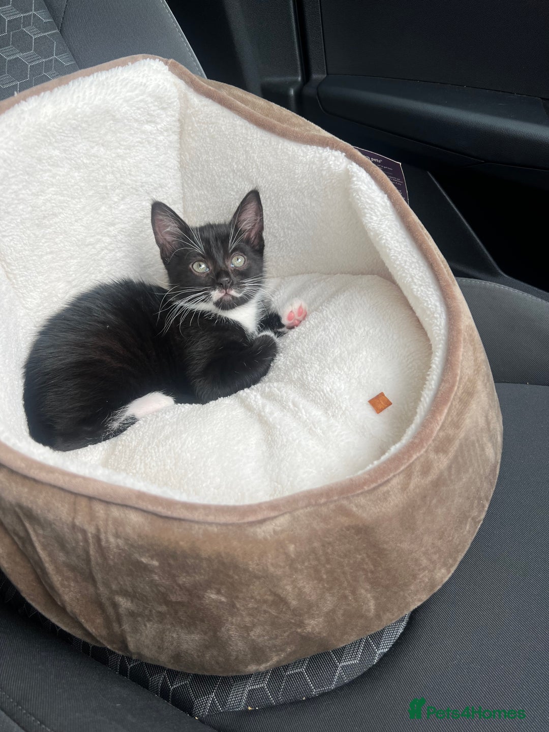 Domestic Shorthair cats for sale: Kitten for sale - Image 2