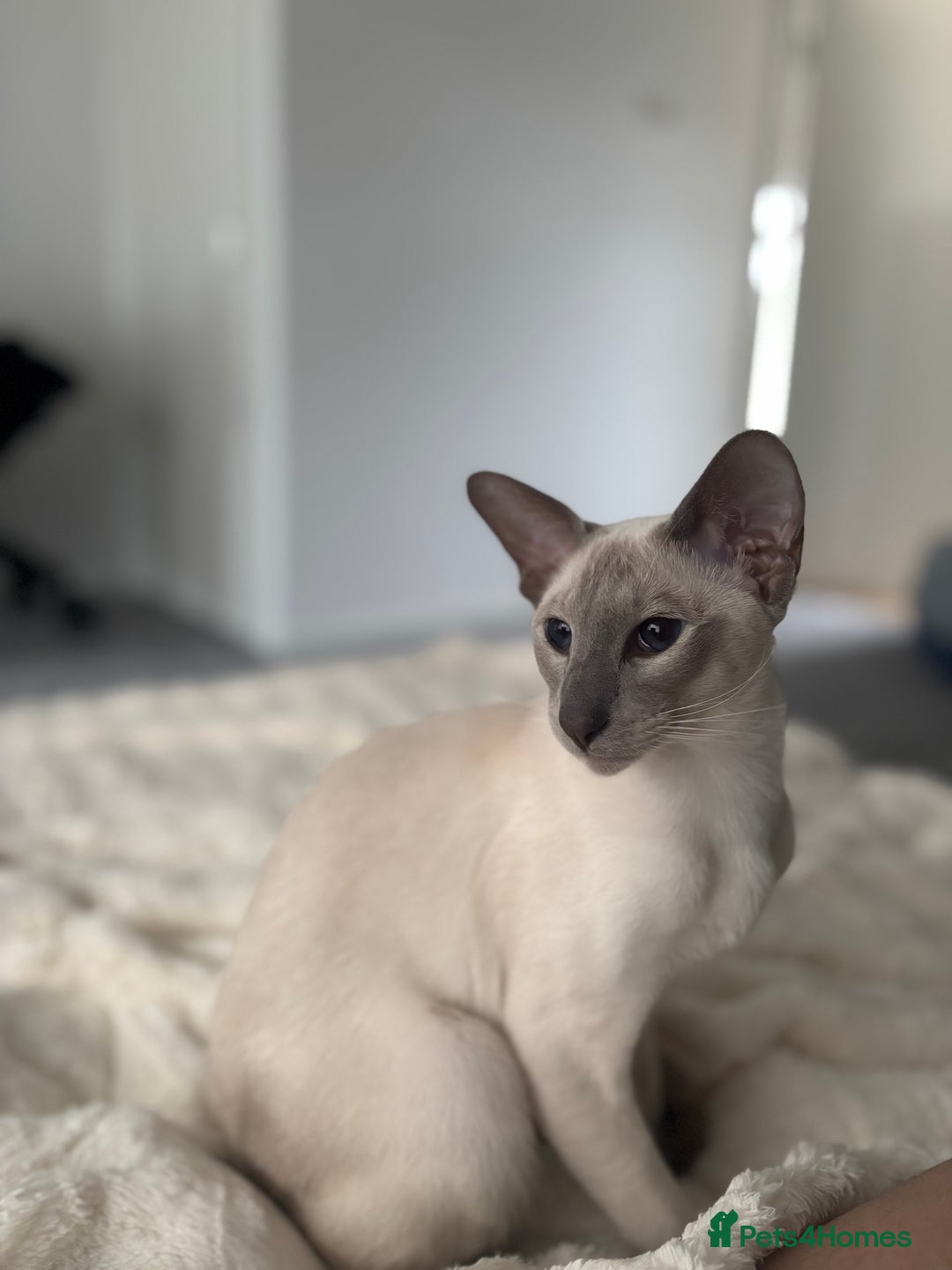 Oriental cats for sale: Beautiful Purebred Lilac Point Oriental Shorthair  - Advert 7