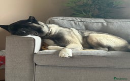 Akita dogs for sale: 4 year old Akita  - Image 16