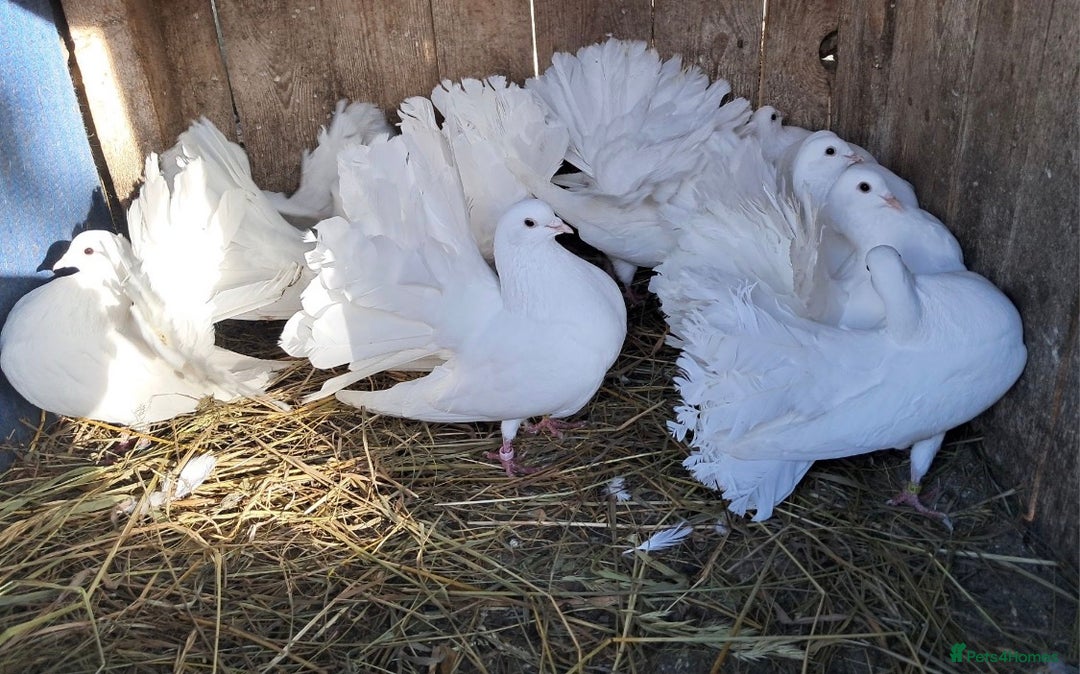 Pigeons birds for sale: PURE WHITE FANTAIL *PERMANENTLY ERECTED TAILS* - Image 1