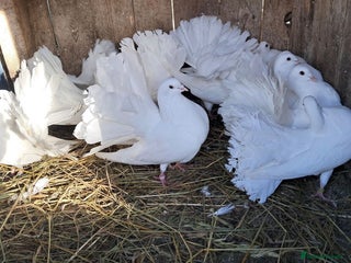 Pigeons birds PURE WHITE FANTAIL *PERMANENTLY ERECTED TAILS* - Advert 8