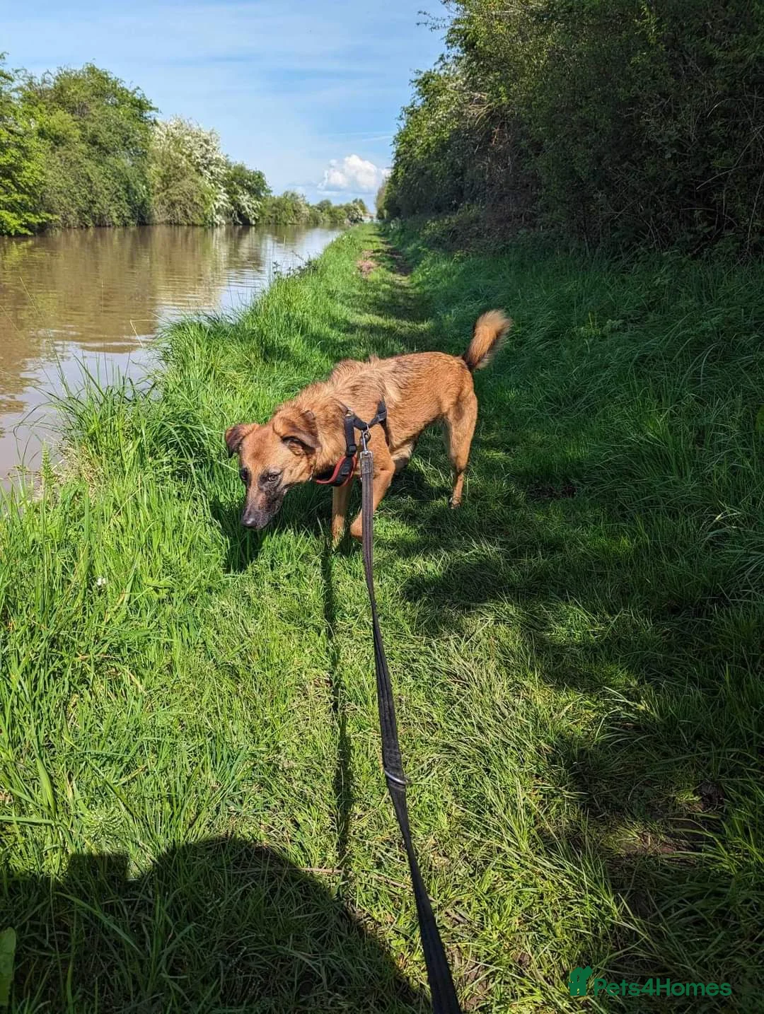 Mixed Breed dogs for adoption: Meet Ryder, currently residing in Cheshire  in Nantwich - Advert 26