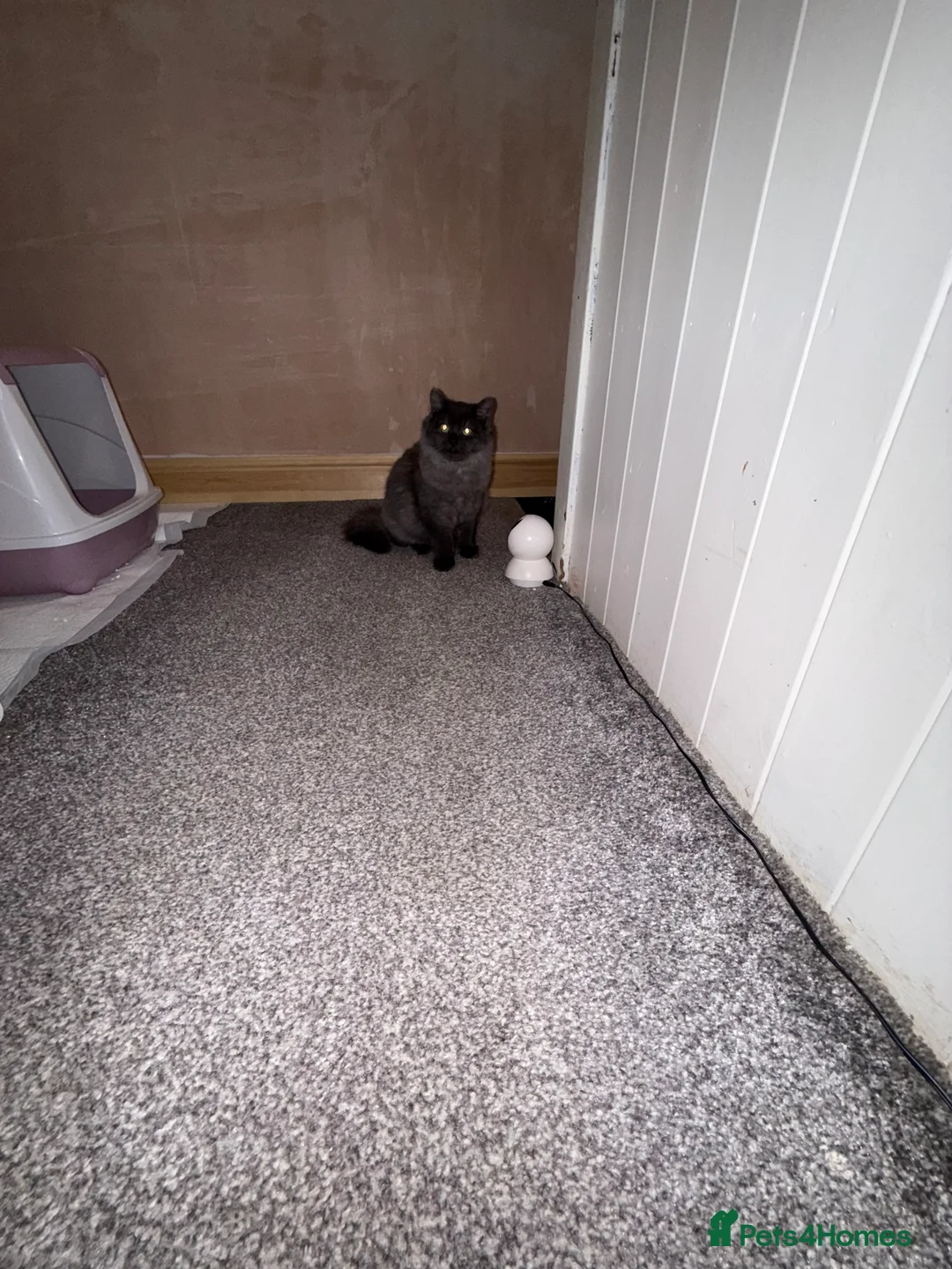 British Longhair cats for sale: British long hair x kittens ready to go  - Advert 6