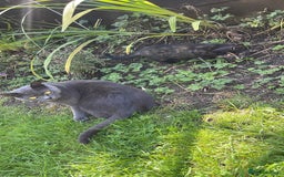 British Shorthair cats for sale: British Short hair Kittens - Image 5