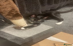 Domestic Shorthair cats for sale: 🐾 Free to a forever home - 2yr old male cat 🐾 - Image 7