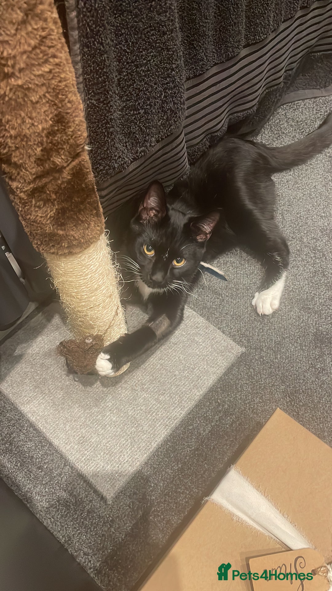 Domestic Shorthair cats for sale: 🐾 Free to a forever home - 2yr old male cat 🐾 - Image 7
