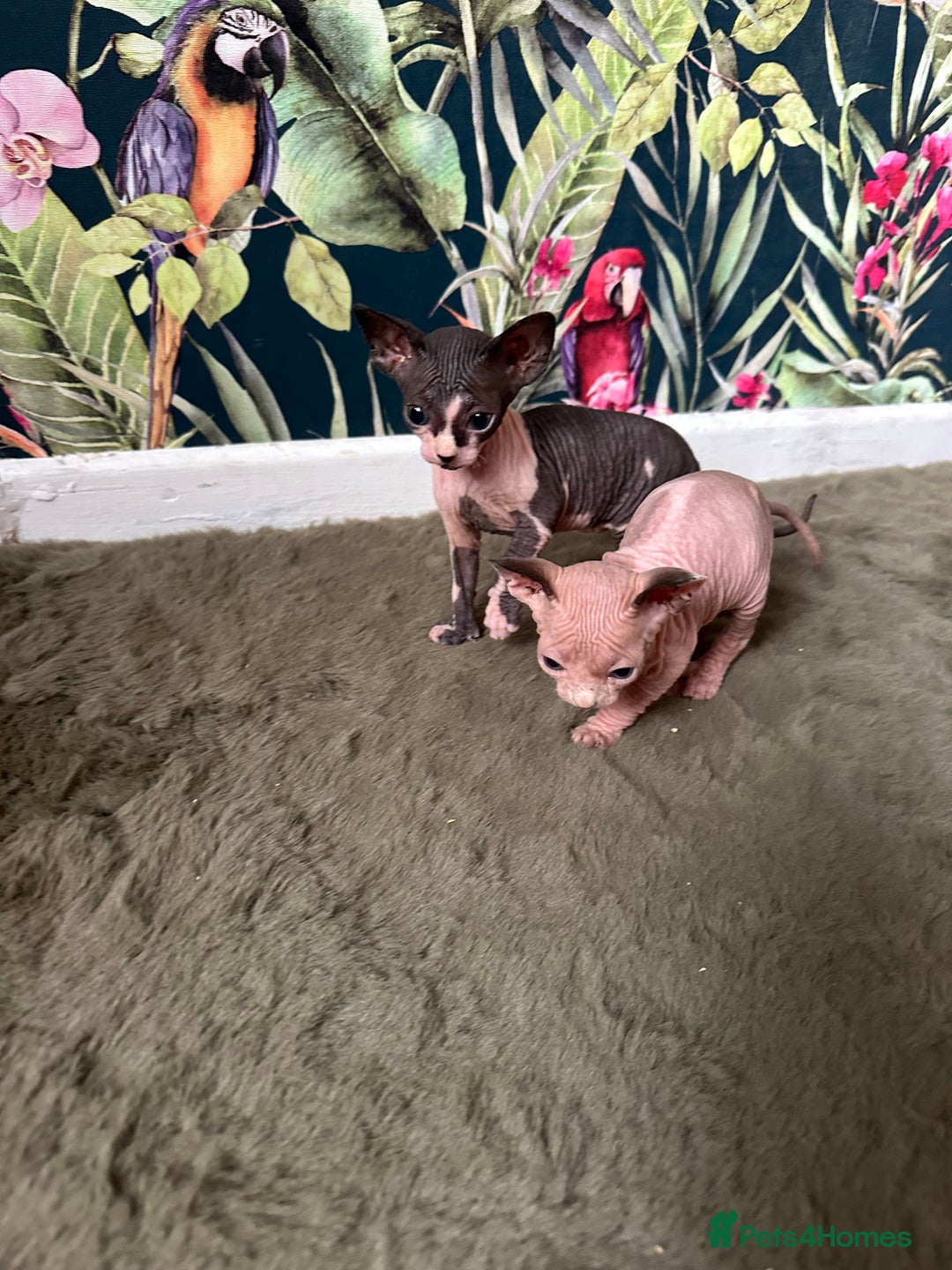 Sphynx cats for sale:  6 Beautiful Sphynx Kittens Ready Soon – 5★ - Image 12