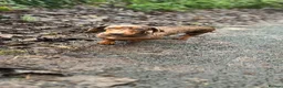 Dachshund dogs for sale: Teckel Dachshund Puppies Working Lines Family Bred in Kilmarnock - Advert 14