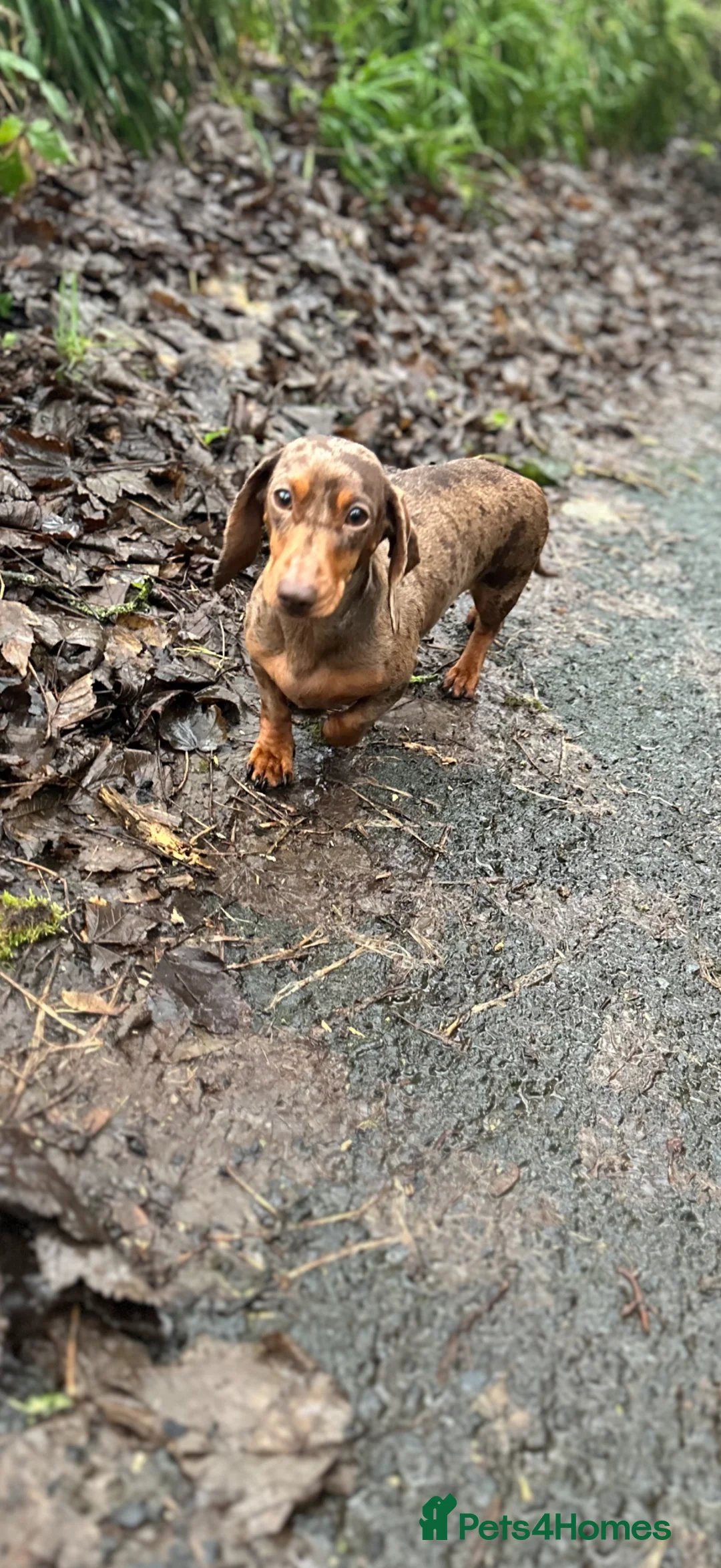 Dachshund dogs for sale: Available now - Dachshund Puppies  - Advert 3