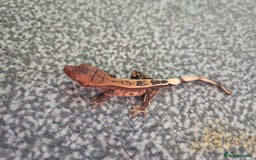 Gecko reptiles for sale: Crested Gecko Babies - Image 9