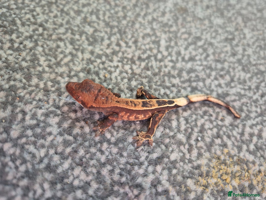 Gecko reptiles for sale: Crested Gecko Babies - Image 9