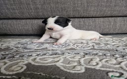 Mixed Breed dogs for sale: Chunky border collie cross puppies - Image 8
