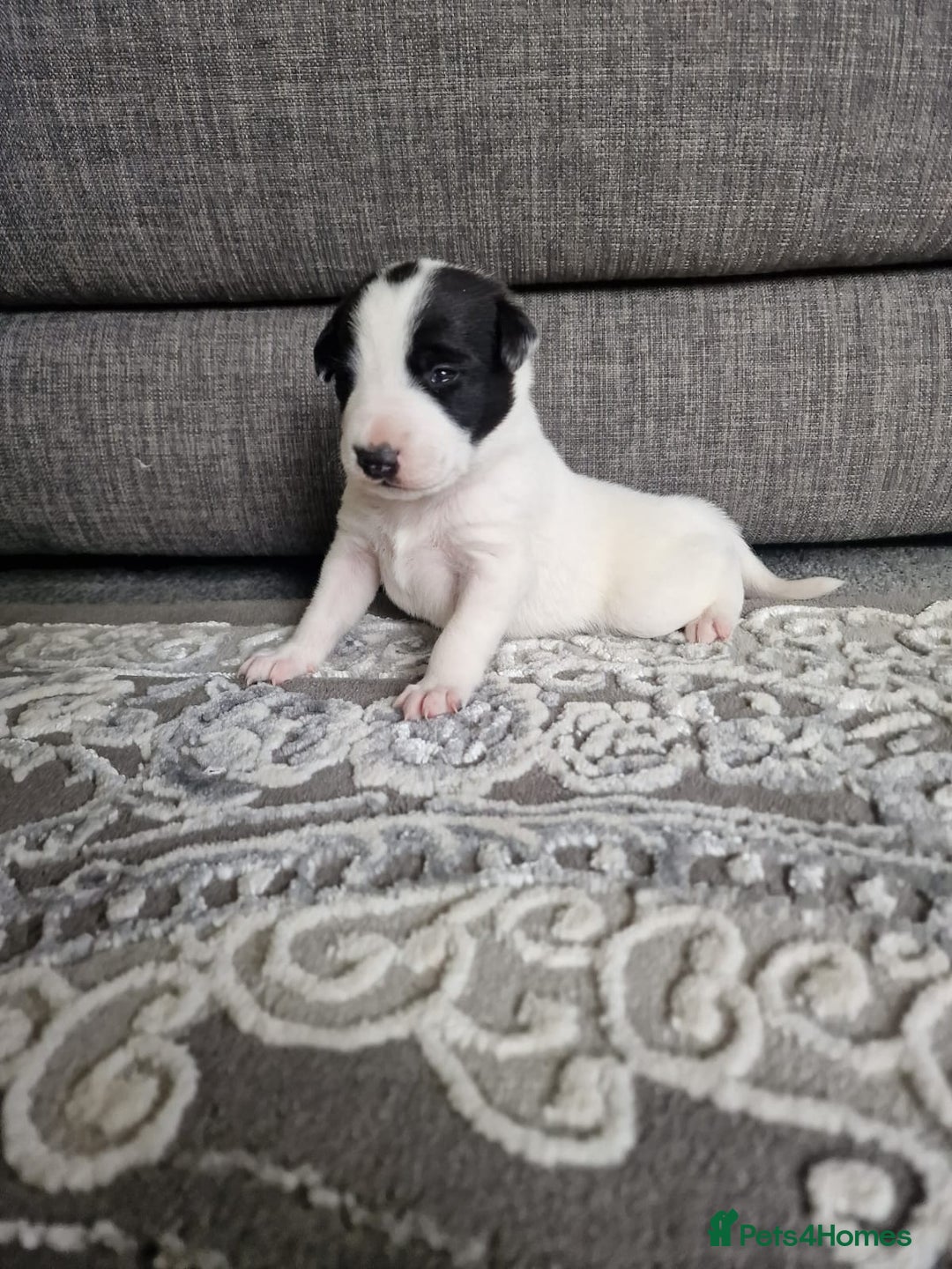 Mixed Breed dogs for sale: Chunky border collie cross puppies - Image 8