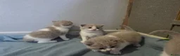 British Shorthair cats for sale: British shorthairs  kittens  - Advert 3