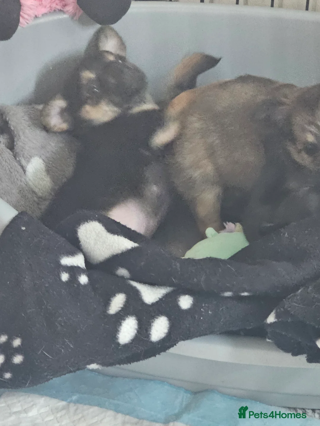 Chihuahua dogs for sale: Chihuahua  - Advert 3