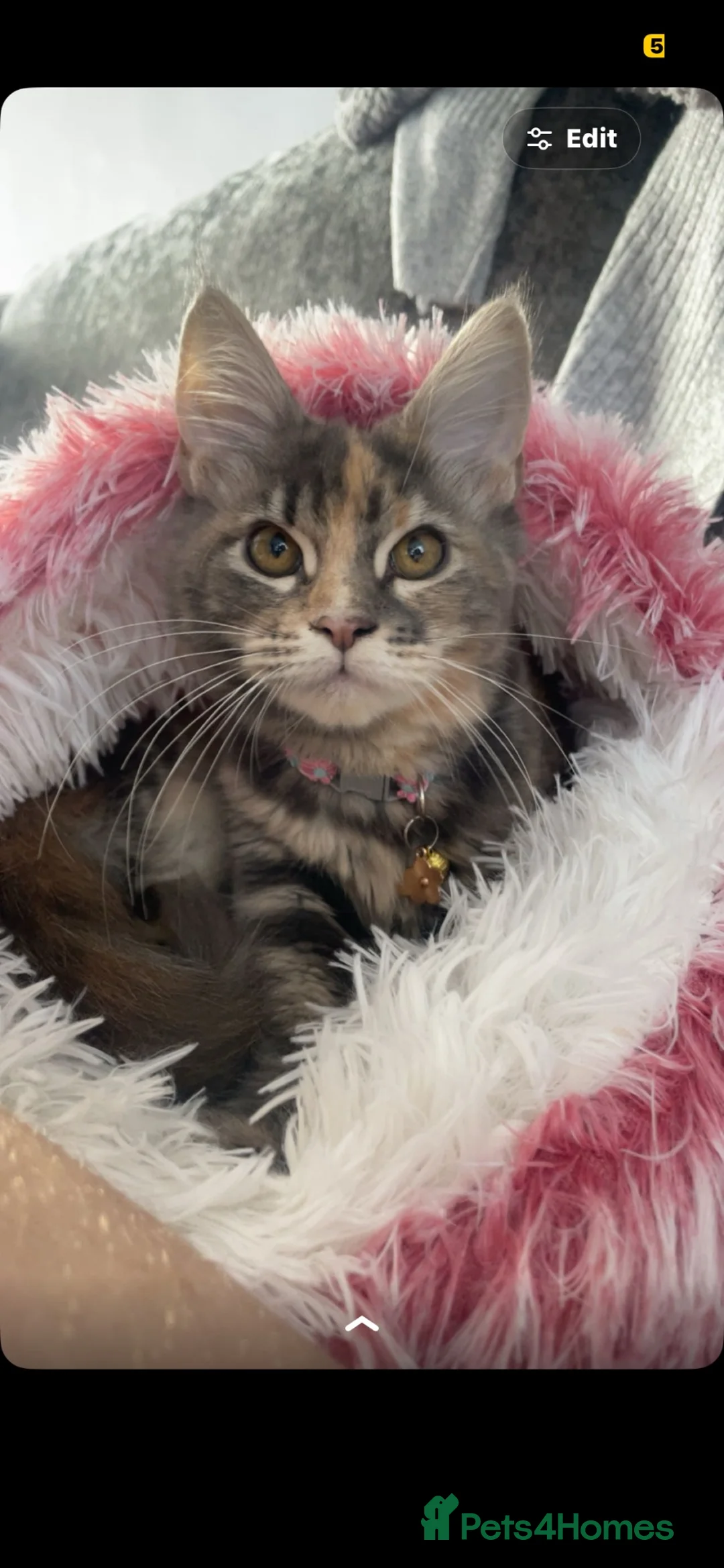 Maine Coon cats for sale: Maine coon kitten  - Advert 3