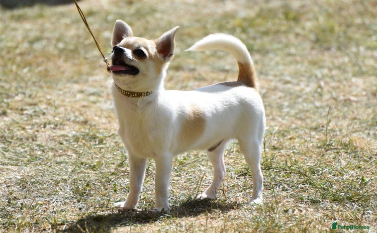 Chihuahua dogs in Cambridge - Advert 10