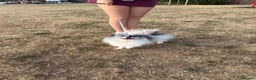 Pomeranian dogs for adoption: Pomeranian teenager that needs love and routine - Advert 8