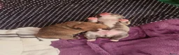 Pomsky dogs for sale: 2 boy Beautiful unusual marking frenchie pomsky  in Southend-on-Sea - Advert 13