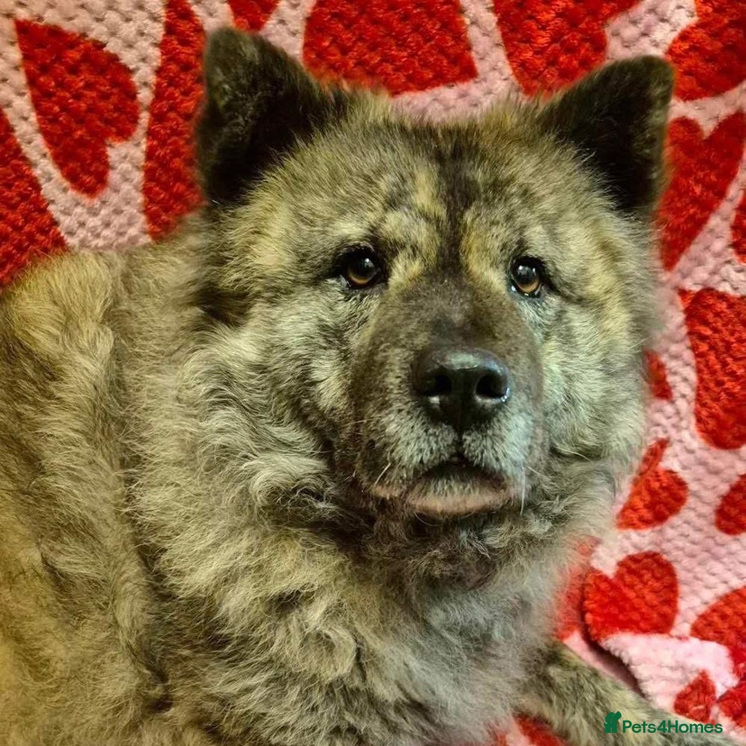 Mixed Breed dogs for adoption: Luna Chow - the people's princess 💜 in Kidderminster - Advert 16