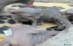 Sphynx cats for sale: Elf Sphynx Kittens  - Image 7