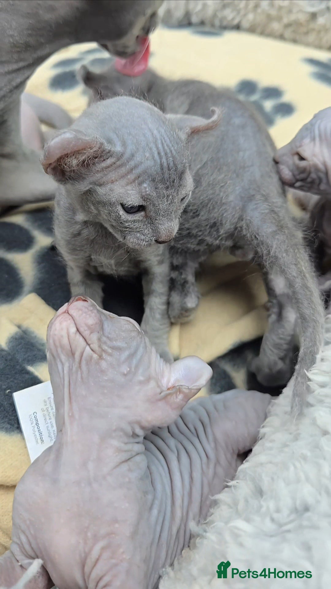 Sphynx cats for sale: Elf Sphynx Kittens  - Image 7