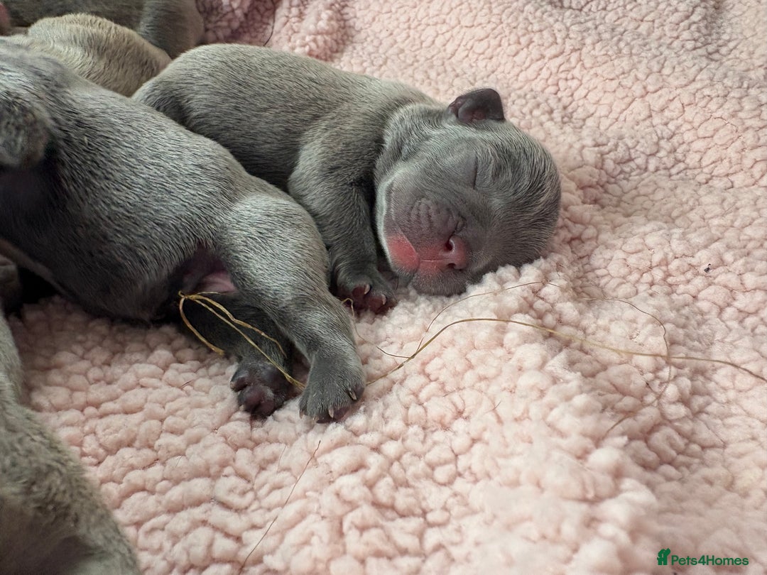 French Bulldog dogs for sale: French bulldog Pups  - Image 5