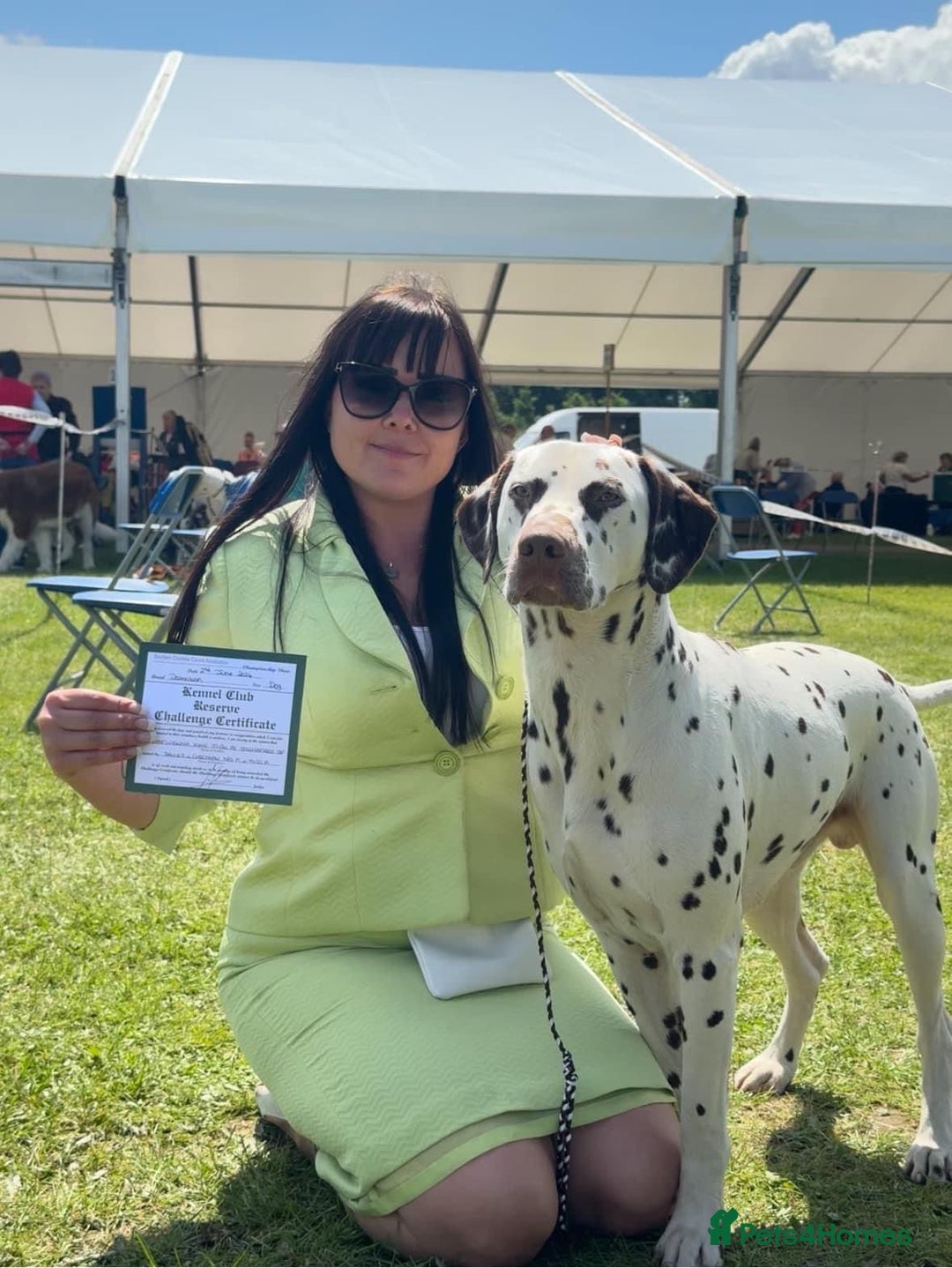 Dalmatian dogs for sale: Stunning KC dalmation puppies for sale! - Image 26