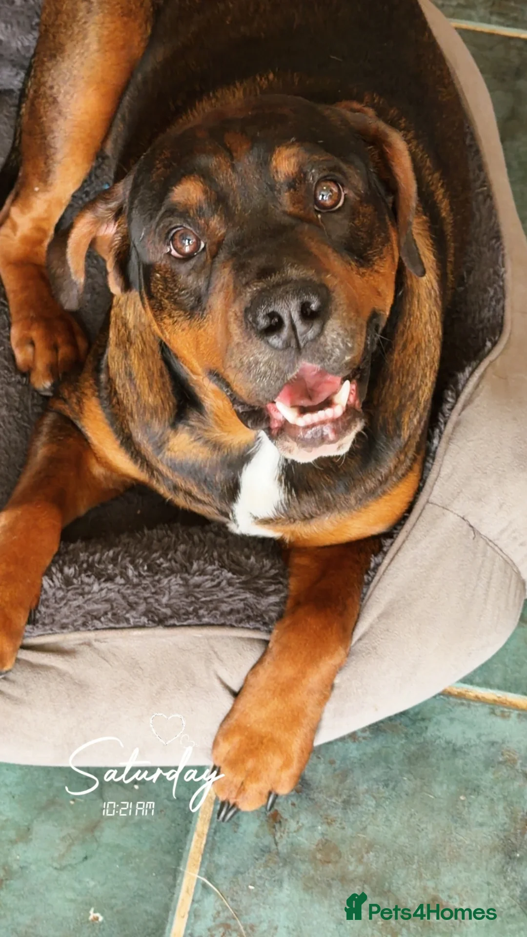 Mixed Breed dogs for sale: Mixed breed  - Advert 1